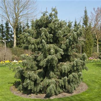 Picea_breweriana_2009_0801.jpg