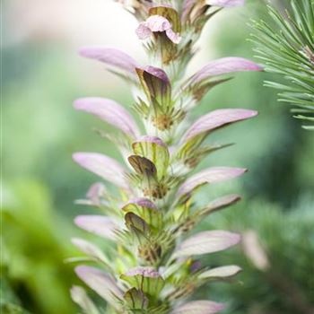 Acanthus hungaricus