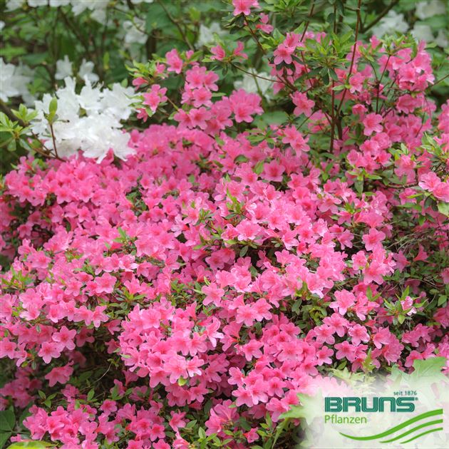 Jap. Azalea kl.bl. 'Mme. van Hecke' von Bruns Pflanzen