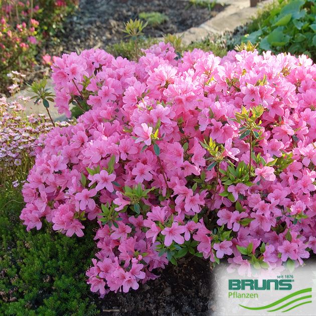 Jap. Azalea kl.bl. 'Mme. van Hecke' von Bruns Pflanzen