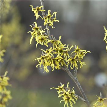 Hamamelis_japonica_Zuccariniana_2009_0370.jpg