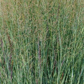 Panicum_virgatum_Heavy_Metal_HRM_Q1.jpg