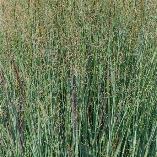 Panicum virgatum 'Heavy Metal'