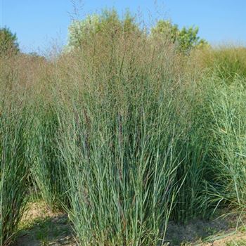 Panicum_virgatum_Heavy_Metal_HRM_Q2.jpg