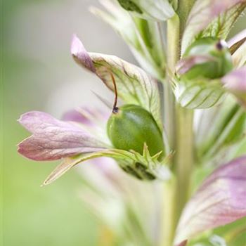 Acanthus hungaricus