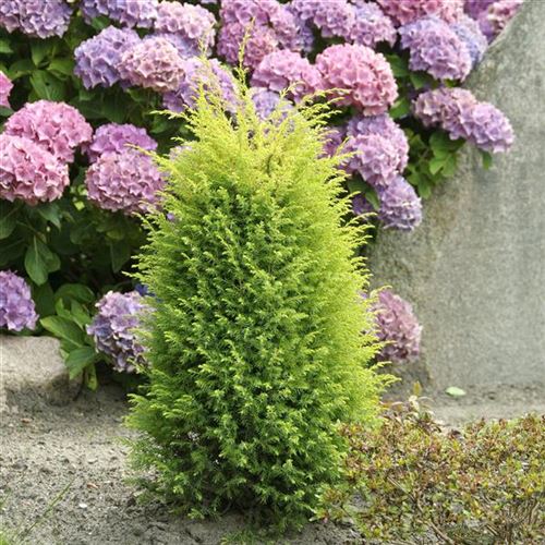 Juniperus communis 'Gold Cone'
