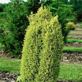 Juniperus_communis_Goldcone_2003_0379_b.jpg