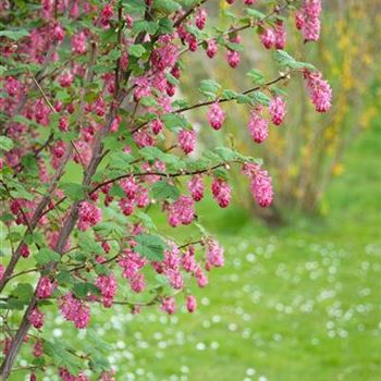 Ribes_sanguineum_Atrorubens_2008_0949_x.jpg