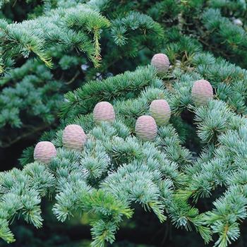 Cedrus_atlantica_Glauca_2006_2530.jpg