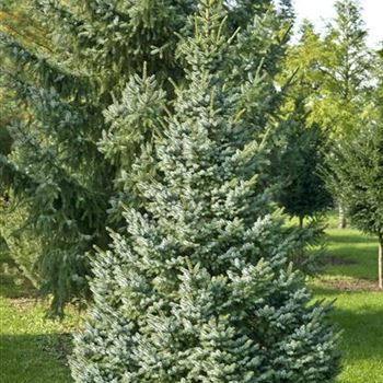 Picea_omorika_Nana_2007_8475.jpg