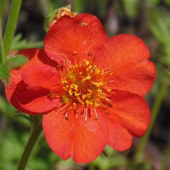 Geum_chiloense_Mrs_J_Bradshaw_WI_Q2.jpg