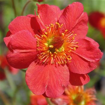 Geum_chiloense_Mrs_J_Bradshaw_WI_Q1.jpg