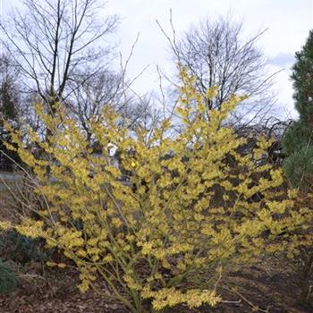 Hamamelis_Pallida_2.JPG