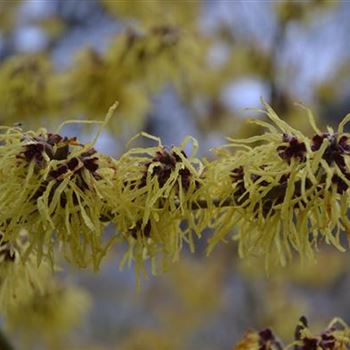 Hamamelis_Pallida_1.JPG