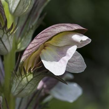 Acanthus hungaricus