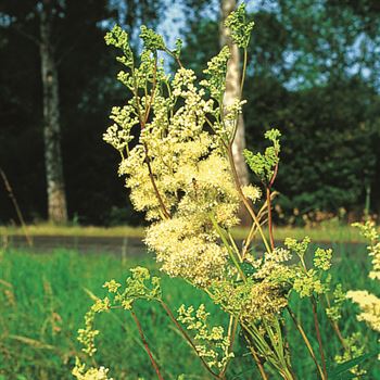 Filipendula_ulmaria_UAS_Q1.tif