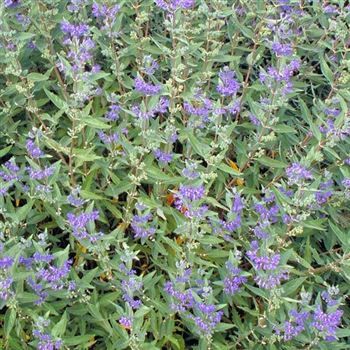 Caryopteris_clandonensis_Kew_Blue_2000_2609_Q1.jpg