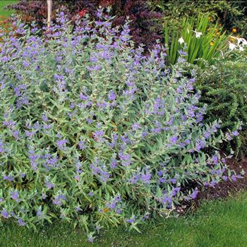 Caryopteris_clandonensis_Kew_Blue_2000_2609.jpg