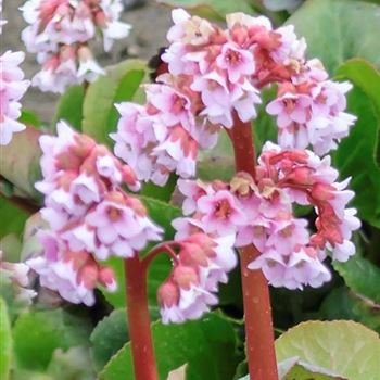 Bergenia_Baby_Doll_HRM_Q1.jpg