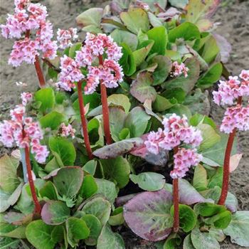 Bergenia_Baby_Doll_HRM_Q2.jpg