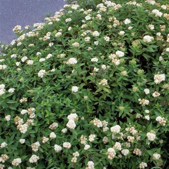 Spiraea_japonica_Albiflora_1998_3120.jpg