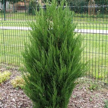 Juniperus_chinensis_Spartan_2005-4151.jpg