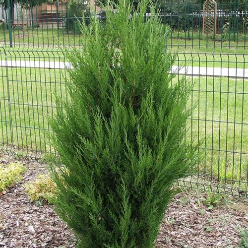 Juniperus chinensis 'Spartan'