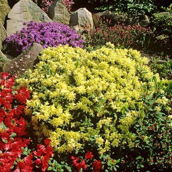 Rhododendron_hanceanum_Pincess_Anne_2000_0319.jpg