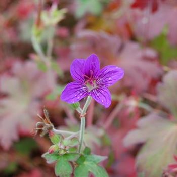 Geranium_wlassovianum_GR_R3.jpg