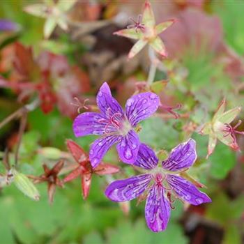 Geranium_wlassovianum_GR_R2.jpg