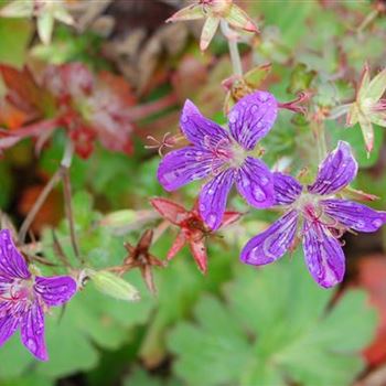 Geranium_wlassovianum_GR_R4.jpg