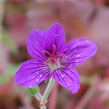 Geranium_wlassovianum_GR_Q1.jpg