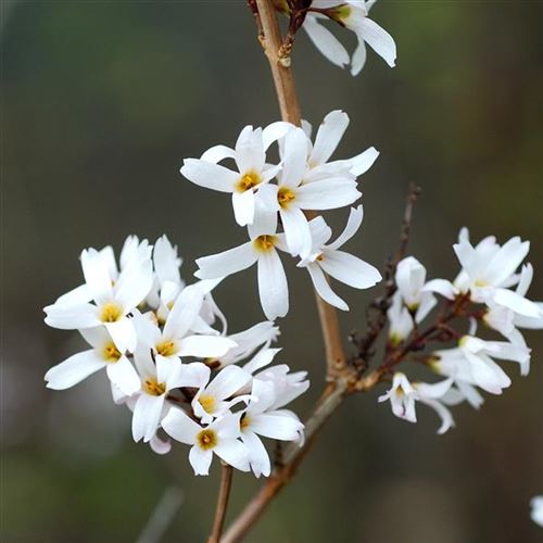 Abeliophyllum distichum