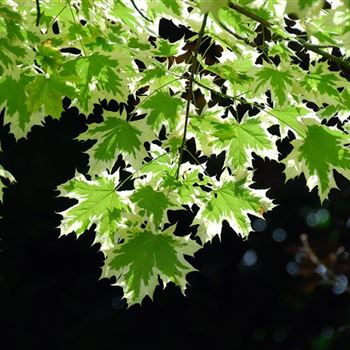 Acer_platanoides_Drummondii_2007_1492_q.jpg