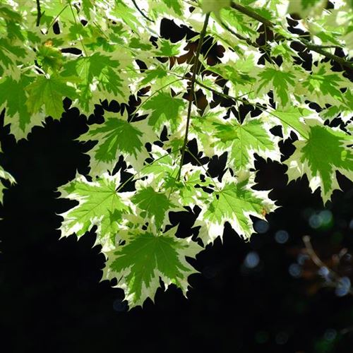 Acer platanoides 'Drummondii'