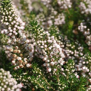 Erica_vagans_Lyoness_2005_3995_q.jpg