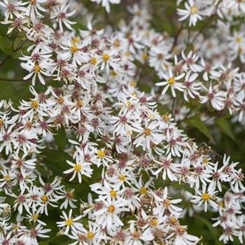 Aster divaricatus 'Tradescant'