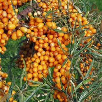 Hippophae_rhamnoides_Dorana_2005_5262_b.jpg