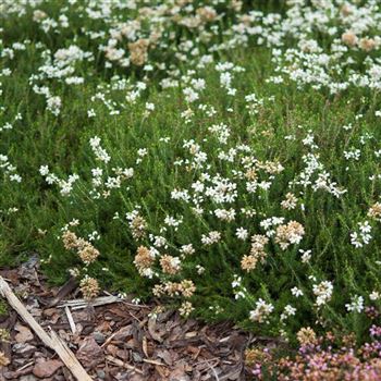 Erica_cinerea_Alba_2009_6900_q.jpg