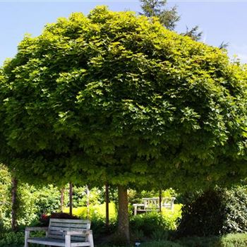 Acer platanoides 'Globosum'