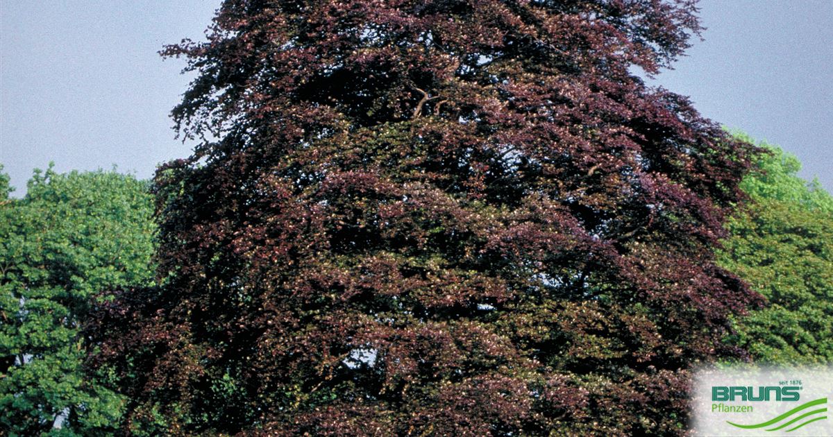 Fagus sylvatica f.purpurea 'Saemlinge' von Bruns Pflanzen