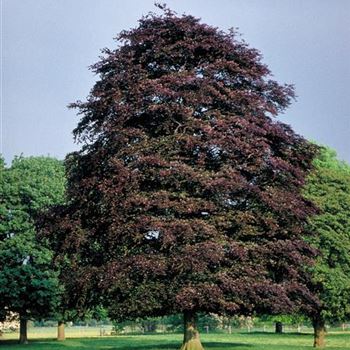 Fagus_sylvatica_Purpurea_1991_0903.jpg