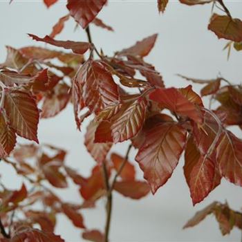 Fagus_sylvatica_Purpurea_GR_R2.JPG