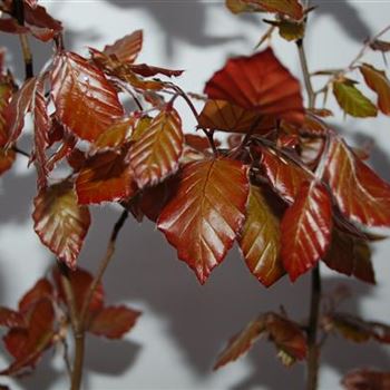 Fagus_sylvatica_Purpurea_GR_R1.JPG