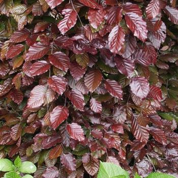 Fagus_sylvatica_purpurea_2005_1487.jpg