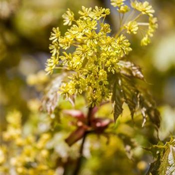 Acer platanoides 'Globosum'