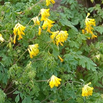 Corydalis_lutea_HRM_Q1.jpg