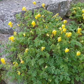 Corydalis_lutea_HRM_Q2.jpg