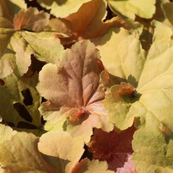 Heuchera_villosa_Caramel_1S1B5594.JPG