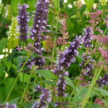 Agastache_Hybride_Black_Adder_3.JPG